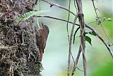 Wedge-billed Woodcreeperborder=